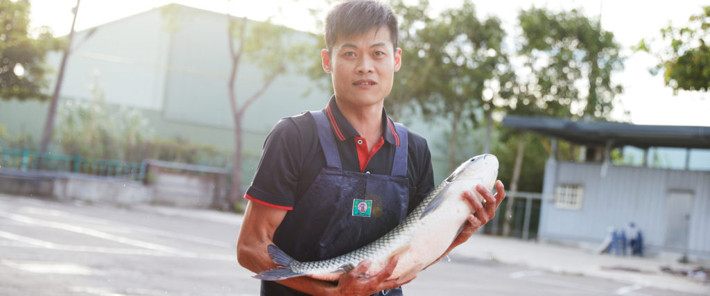 石門活魚是什麼魚：現撈草魚